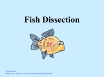 Fish Dissection