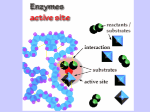 Enzymes - africangreyparrott.com