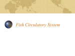 Fish Circulatory System