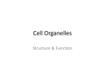 Cell Organelles