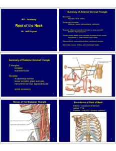 Root of the Neck