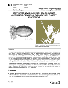 SOUTHWEST NEW BRUNSWICK SEA CUCUMBER (CUCUMARIA