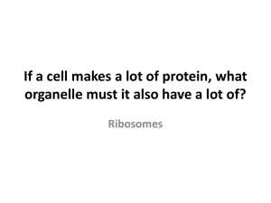 If a cell makes a lot of protein, what organelle must it also have a lot