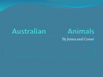 Australian Animals