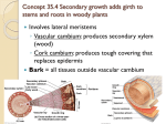 Concept 35.4 Secondary growth adds girth to stems and roots in