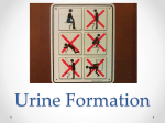 Urine Formation