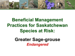 Greater Sage-grouse Presentation