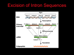 Chapter 21 The Genetic Control of Animal Development