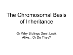 The Chromosomal Basis of Inheritance