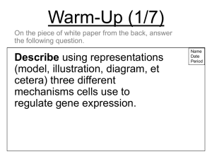 Developmental Gene Expression Part II