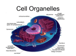 Cell Organelles