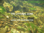 THE LITTORAL ZONE