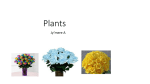 Plants