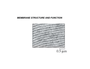 MEMBRANE STRUCTURE AND FUNCTION