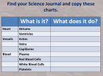 white blood cells and platelets