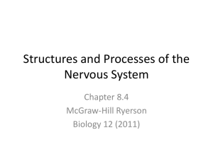 Peripheral Nervous System