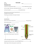 Lesson 19 – Plant Growth