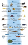 Molluscs Crustaceans Jellyfish Tunicates Reptiles Fish