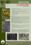 St John`S Wort - Molonglo Catchment Group