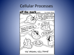 Cellular Processes