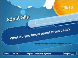 Nervous System ppt