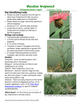 Meadow Knapweed - Stevens County