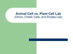 Onion, Elodea, and Cheek Cells Lab