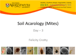 Soil mites