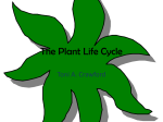 The Plant Life Cycle