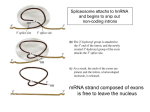 TRANSLATION: turning mRNA into a protein