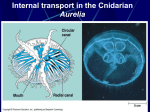 Figure 42.5 The mammalian heart: a closer look