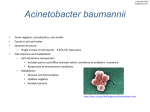 Acinetobacter Baumannii