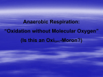 Anaerobic Respiration