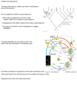 Chapter 23a-Angiosperms How do angiosperms differ from
