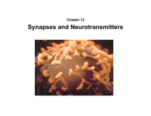 Chapter 12 Synapses and Neurotransmitters