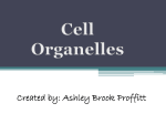 Cell Organelles Created by: Ashley Brook Proffitt Nucleus Court House