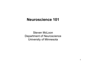 lecture - McLoon Lab - University of Minnesota