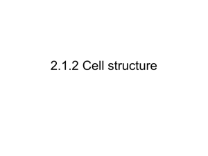 The Cell - Science at St. Dominics