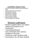 Sensory pathways