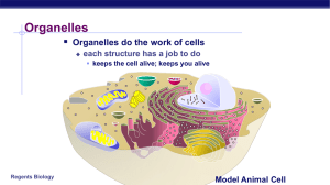 Organelles - Brookville Local Schools