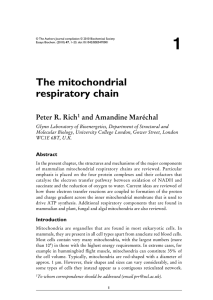 The mitochondrial respiratory chain