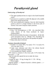 Parathyroid gland