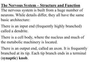 Nervous System