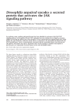 Drosophila unpaired encodes a secreted protein that activates the