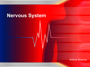 Nervous System