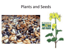 Plants and Seeds