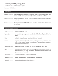 anatomical features of bones.indd