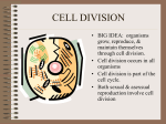 CELL DIVISION