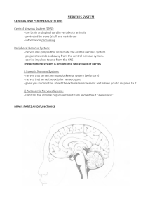 sympathetic and parasympathetic systems