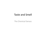 Taste and Smell